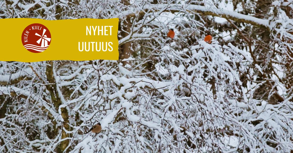 Snötäckta träd med domherrar på Kilens hembygdsgård i Sideby – vintervy | Lumiset puut ja punatulkkuja Kilin kotiseutumuseolla Siipyyssä – talvimaisema | Snow-covered trees with bullfinches at Kilen’s homestead museum in Sideby – winter scene
